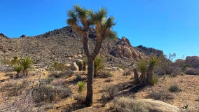 Joshua Tree National Park reopens, though many campsites remain closed