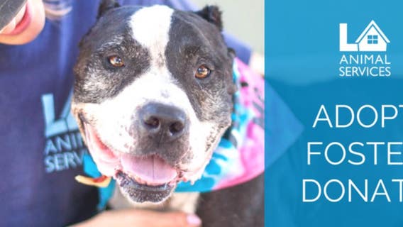 Petco to match $25K in donations to LA Animal Services until June 30