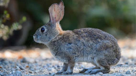 Highly contagious hemorrhagic rabbit disease found in California for 1st time