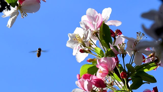 Catch the spring blossoms: Descanso Gardens to reopen Saturday