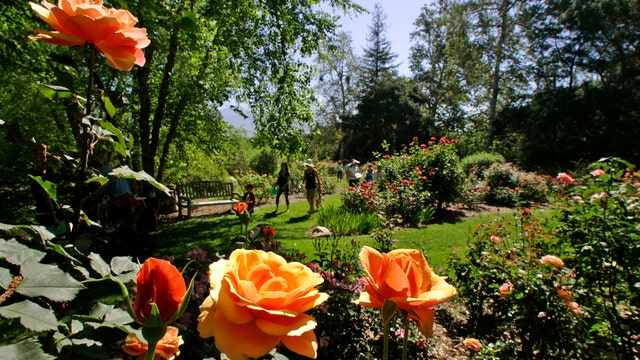 Descanso Gardens to reopen Saturday; social distancing guidelines in place
