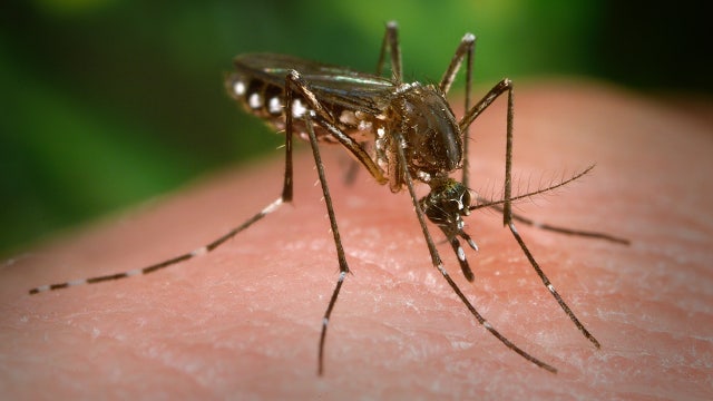 Man dies from West Nile virus in Orange County; residents warned to take precautions against mosquitos