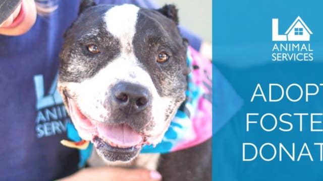 Petco to match $25K in donations to LA Animal Services until June 30