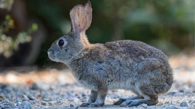 Highly contagious hemorrhagic rabbit disease found in California for 1st time