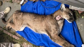 Mountain lion captured in crawl space underneath Monrovia home dies