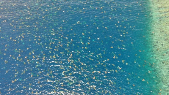 Drone footage shows 64,000 endangered sea turtles nesting near Australia's Great Barrier Reef