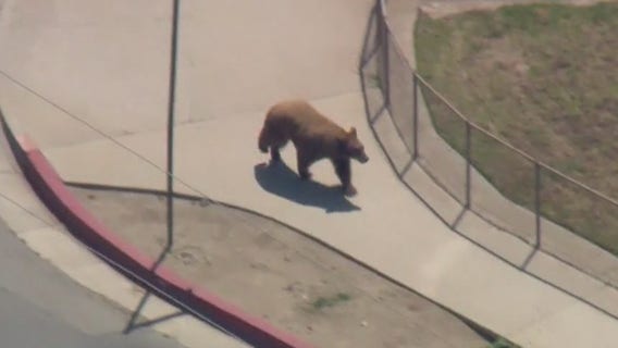 Bear tranquilized after roaming streets in Sylmar