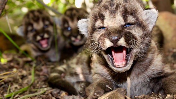 Mountain lion living in Santa Monica Mountains gives birth to adorable litter of kittens