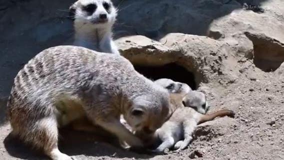 Los Angeles Zoo announces birth of four meerkat pups