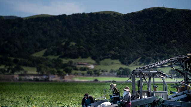 California farm workers strike after dozens test positive for coronavirus