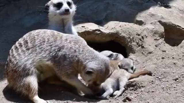 Los Angeles Zoo announces birth of four meerkat pups