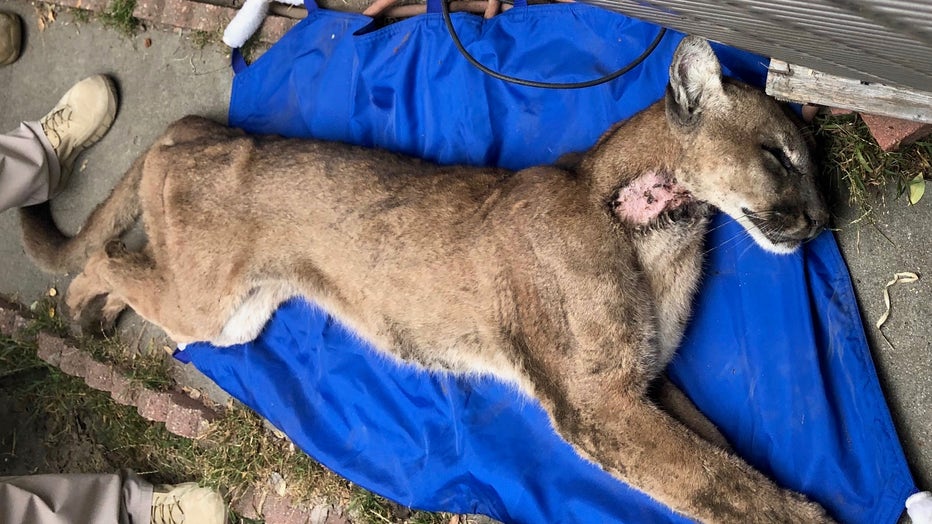 Mountain lion captured in crawl space underneath Monrovia home dies
