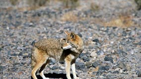 Outdoor trail in Mission Viejo closed after two people were bitten by coyotes