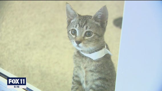 Riverside shelter seeing an increase of abandoned animals