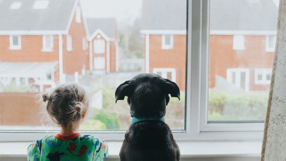 ‘Dog years’ is just a myth: New research shows non-linear relationship between dog and human years