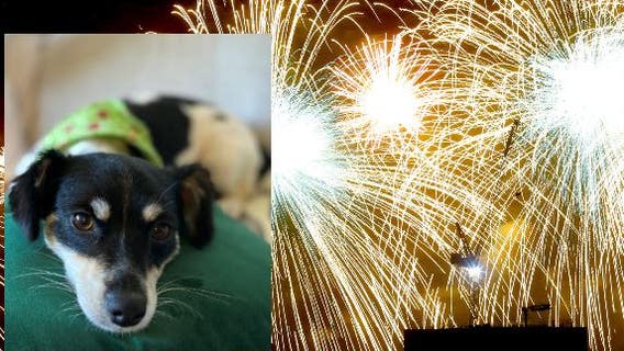 No big fireworks shows? Officials say pets still need July 4th protection