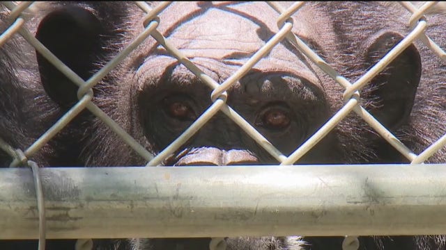 Dozens of local chimpanzees need help