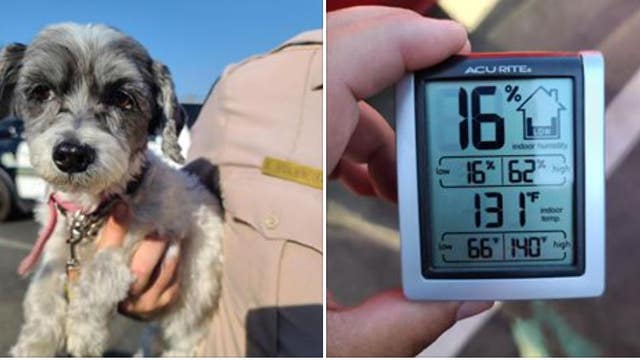 Authorities issue warning to never leave pets, children alone in hot cars