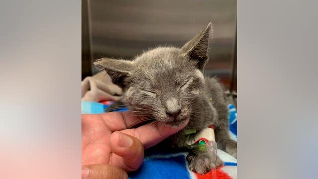 Authorities seeking information about kitten thrown into street from car in El Segundo