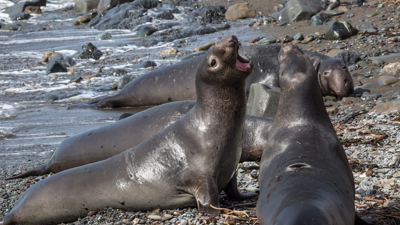 Man charged with shooting protected elephant seal on California beach