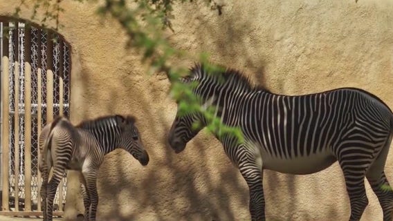 LA Zoo reopens after 166 days with new guidelines in place