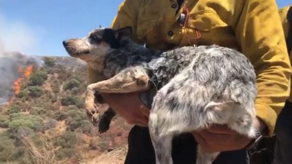 OC firefighters rescue little dog lost during Apple Fire, reunited with owner
