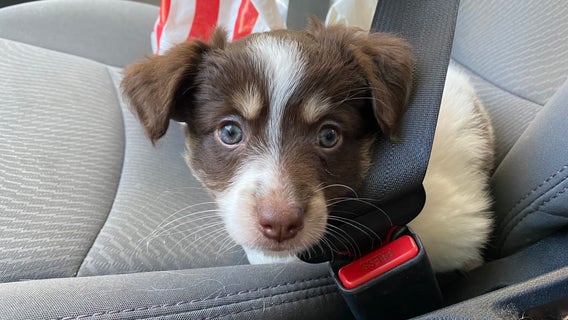 Pet owners asked to take precautions during hot weather