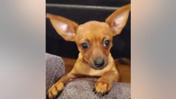 Authorities seek help to find man who stole 4-month-old Chihuahua in Larchmont