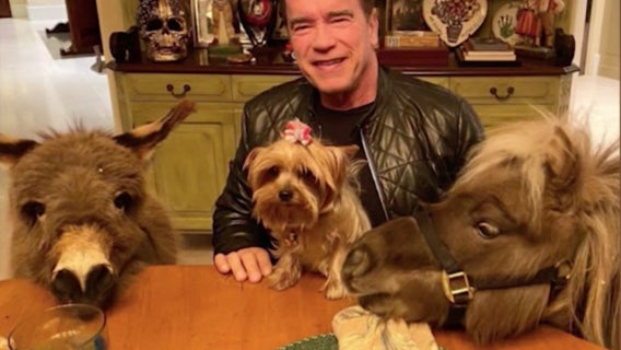 Arnold Schwarzenegger describes quarantine life with pet donkey and mini horse
