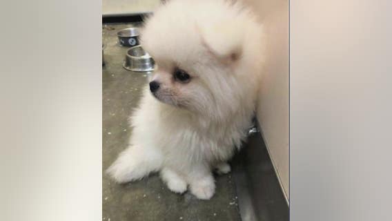 Smuggled puppies from Russia intercepted at LAX