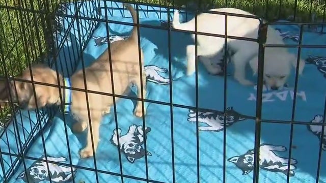 Golden Road Brewing delivering beer with adoptable puppies