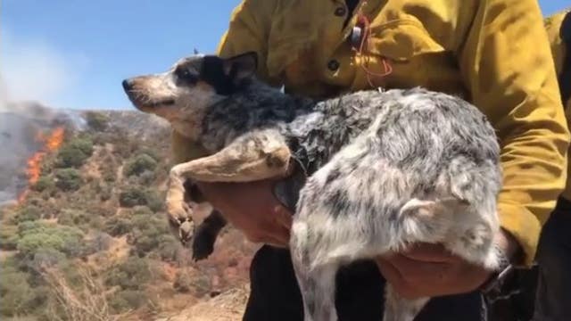 OC firefighters rescue little dog lost during Apple Fire, reunited with owner