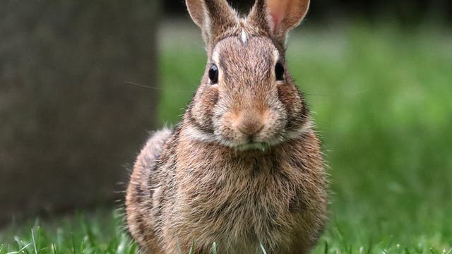 Deadly virus targeting wild, domestic rabbits detected in Los Angeles County for first time