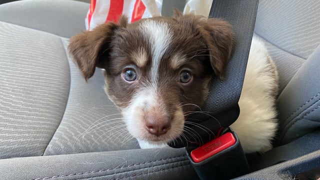 Pet owners asked to take precautions during hot weather