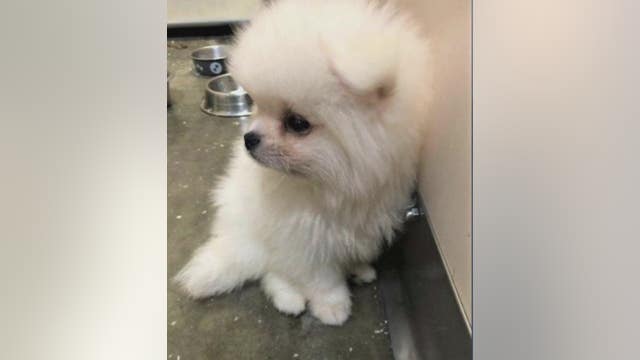 Smuggled puppies from Russia intercepted at LAX