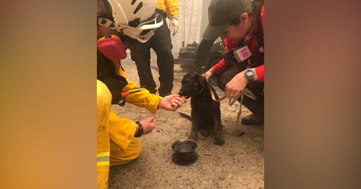 Puppy rescued from charred remains of home in California as wildfires ...