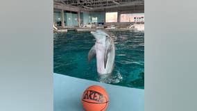 Rescued dolphin predicts LA Lakers to win NBA Finals