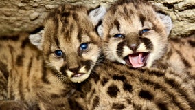 The Santa Monica Mountains are experiencing a 'summer of kittens'
