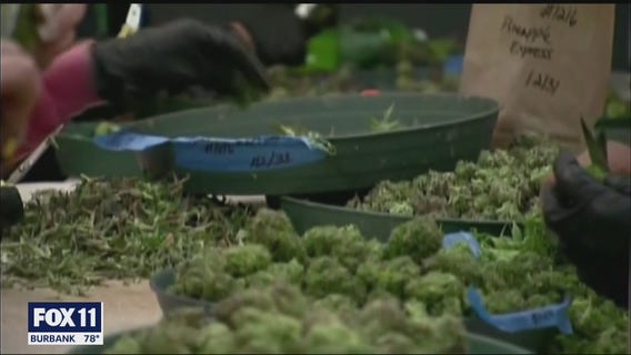 7 shot to death at illegal marijuana grow in Aguanga