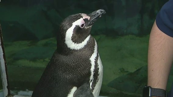 Hang one-on-one with penguins at Aquarium of the Pacific’s animal encounter program