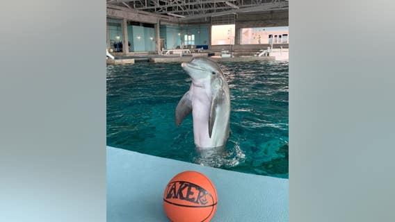 Rescued dolphin predicts LA Lakers to win NBA Finals