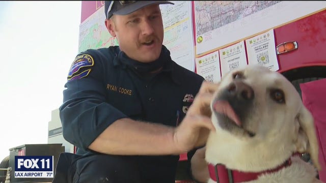 'Echo' the comfort dog brings much needed relief to Bobcat firefighters