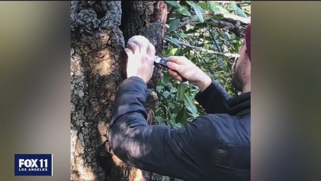 Woodland Hills man making medicinal mushrooms to help heal people