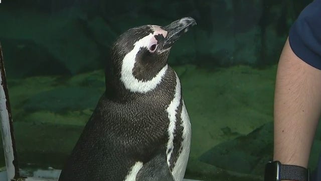 Hang one-on-one with penguins at Aquarium of the Pacific’s animal encounter program
