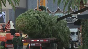 A taste of winter: Citadel Christmas tree arrives from Mount Shasta