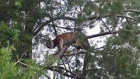 Mountain lion sleeps in Agoura Hills tree