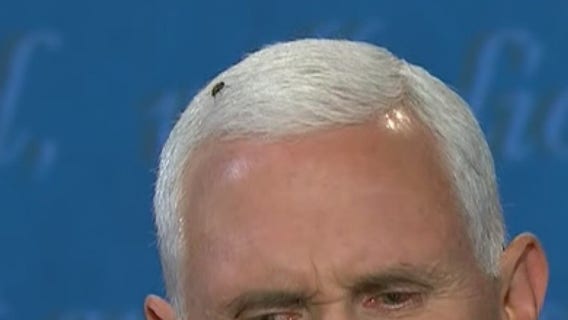 How a fly became a VP debate star