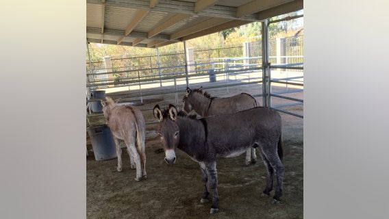 Equine influenza outbreak reported in Riverside County