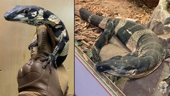Long Beach police recover stolen lizards, valued at $75,000