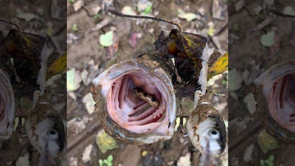 Tennessee fisherman catches bass holding snake in its mouth